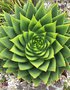 vignette Aloe polyphylla - Aloès spirale du Lesotho