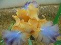 vignette Iris hybride N 30