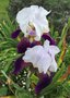 vignette La SHBL visite le jardin de Danyland  Plougonven - Iris