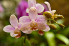 vignette Phalaenopsis miniature