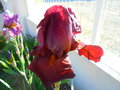 vignette Iris hybride N 3
