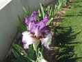 vignette Iris hybride N 24
