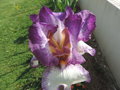 vignette Iris hybride N 24