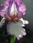 vignette Iris hybride N 33