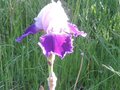 vignette Iris Hybride N 15