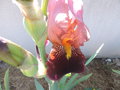 vignette Iris hybride N 13