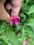 vignette Fuchsia 'Tom Thumb' - Fuchsia nain