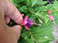 vignette Fuchsia 'Tom Thumb' - Fuchsia nain