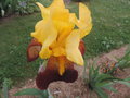 vignette Iris hybride N 35