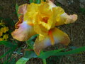 vignette Iris hybride N 14