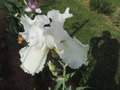 vignette Iris hybride N 21