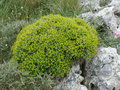 vignette Euphorbia acanthothamnos, Crte