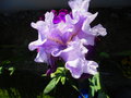vignette Iris hybride