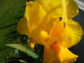 vignette Iris hybride