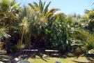 vignette La SHBL visite le jardin de palmiers de Nathalie et Jol