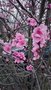 vignette Prunus  persicoides 'Spring Glow'