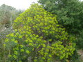 vignette Euphorbia dendrodes, Crte