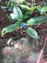 vignette Psychotria poeppigiana ?