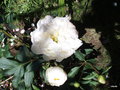 vignette Paeonia lactiflora 