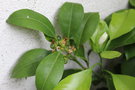vignette Citrus reticulata ssp. unshiu 'Okitsu'