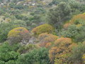 vignette Euphorbia dendroides, biotope