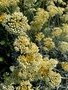vignette Helichrysum orientale ,