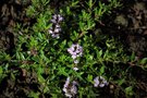 vignette Satureja montana ssp. illyrica