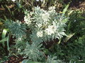 vignette Euphorbia characias ' Silver swan', Tasmanian tiger' et  'Glacier blue'