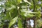 vignette Quercus castaneifolia 'Green Spire'