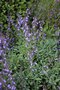 vignette Salvia lavandulifolia