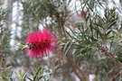 vignette Callistemon sp.