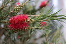 vignette Callistemon rigidus