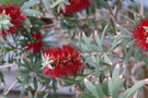 vignette Callistemon viminalis 'Little John'