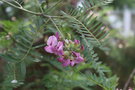 vignette Virgilia oroboides