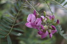 vignette Virgilia oroboides