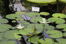 vignette Nymphaea 'Trudy Slocum'