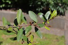 vignette Magnolia laevifolia 'Velvet and Cream'