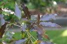 vignette Quercus affinis