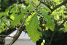 vignette Quercus macrocarpa