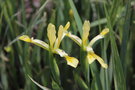 vignette Iris spuria ssp. halophila
