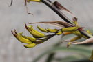 vignette Phormium cookianum ssp. hookeri 'Tricolor'