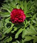 vignette Paeonia lactiflora 'Rubra Triumphans'