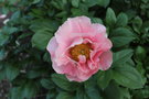 vignette Paeonia lactiflora 'Salmon Dream'