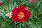 vignette Paeonia 'Merry Mayshine'