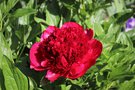 vignette Paeonia 'Red Charm'