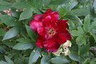 vignette Paeonia 'Scarlet Heaven'