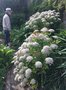 vignette La SHBL visite le jardin de Lismore et son chteau - Melanoselinum decipiens = Selinum decipiens = Thapsia decipiens, selin noir, persil noir de Madre