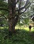 vignette La SHBL visite le jardin de Lismore et son chteau - Magnolia