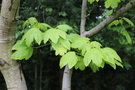 vignette Acer pseudoplatanus 'Worley'