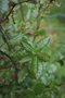 vignette Quercus faginea ssp. faginea 'Aspendos'